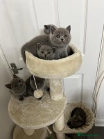 British Shorthair cats - Advert 1