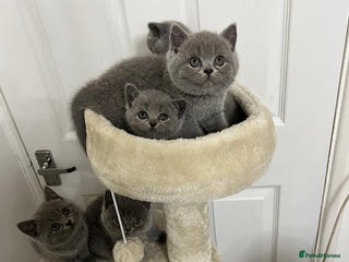 British Shorthair cats - Advert 2