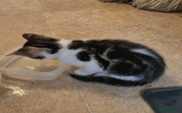 Mixed Breed cats for sale: Adorable 7 Mixed Breed Kittens 🐾 - Image 34