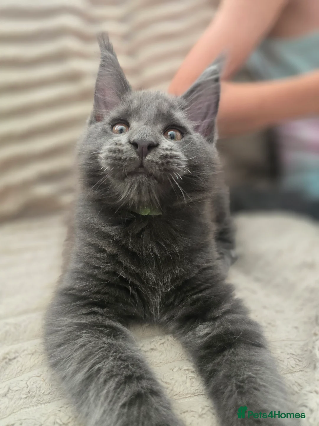 Maine Coon cats for sale: Blue Maine Coon tica registered  - Advert 12