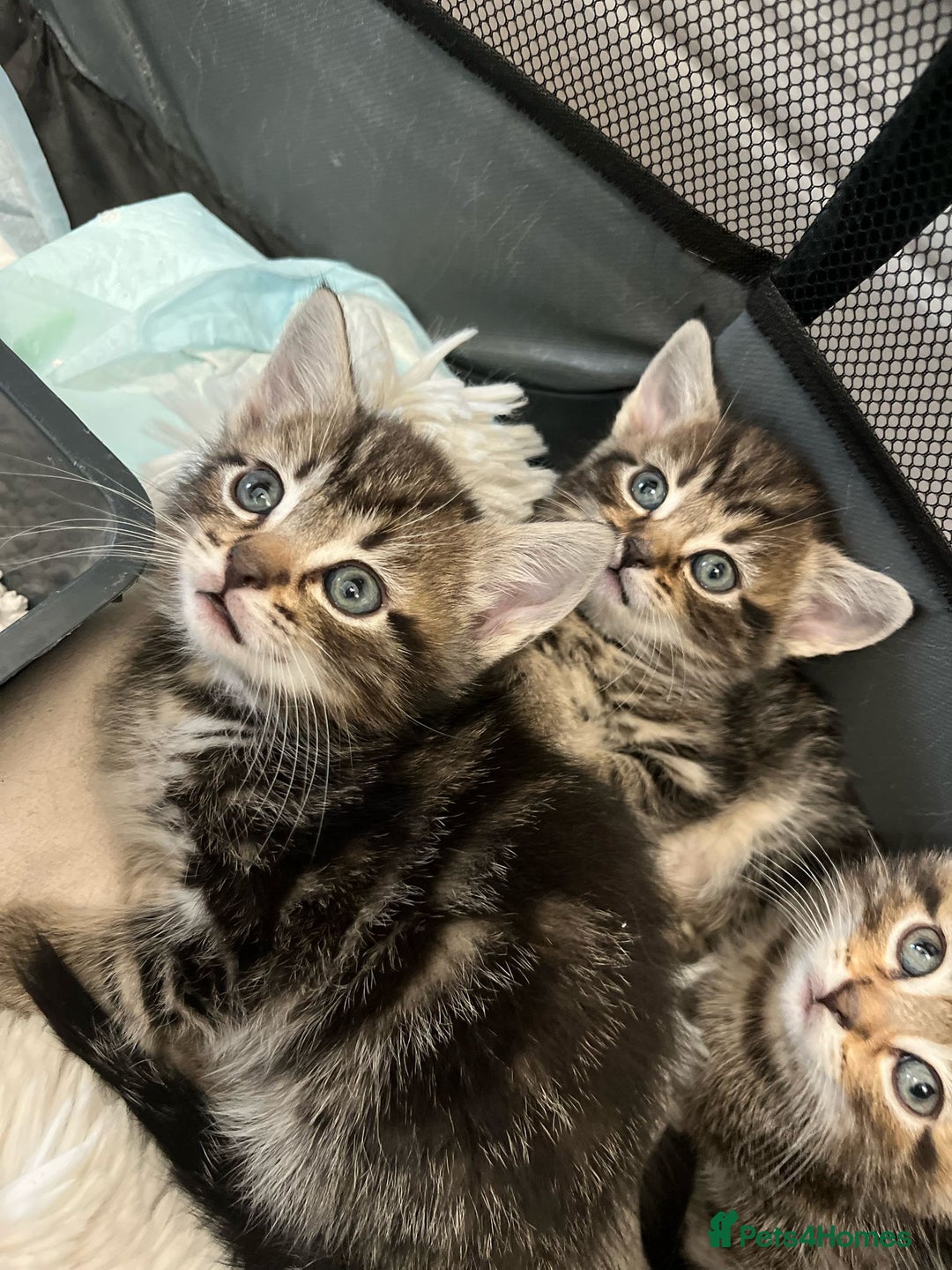 Mixed Breed cats for sale: Kittens amazing kittens  - Image 6