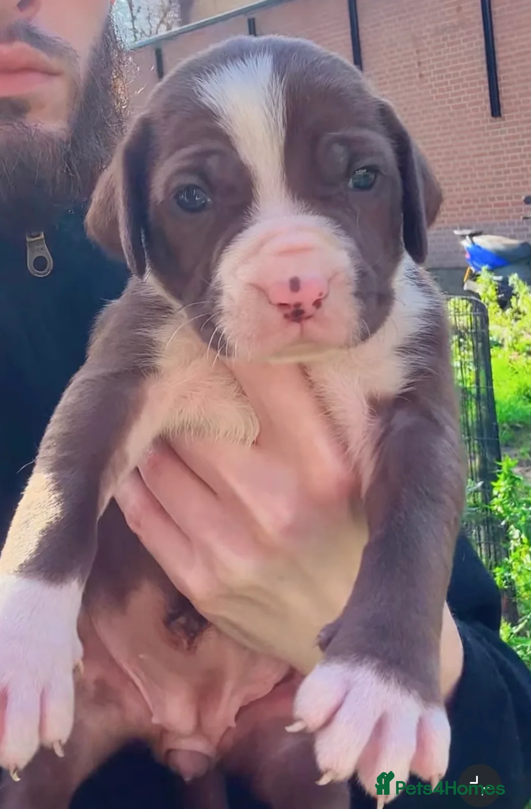 Mastiff dogs for sale: Rare London Bandogge Mastiff Female Puppy  - Advert 1