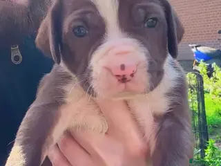 Mastiff dogs Rare London Bandogge Mastiff Female Puppy - Advert 1