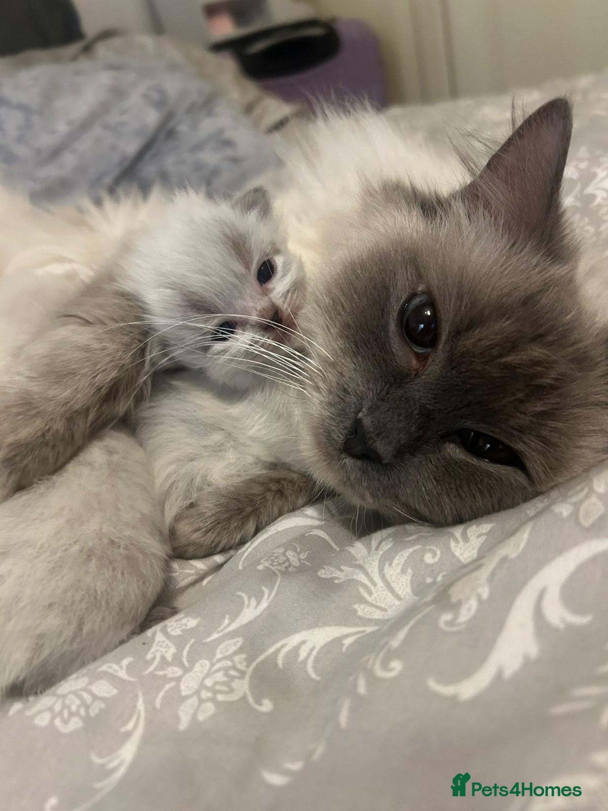 Ragdoll cats Ready 💕 Ragdoll kittens  - Advert 3