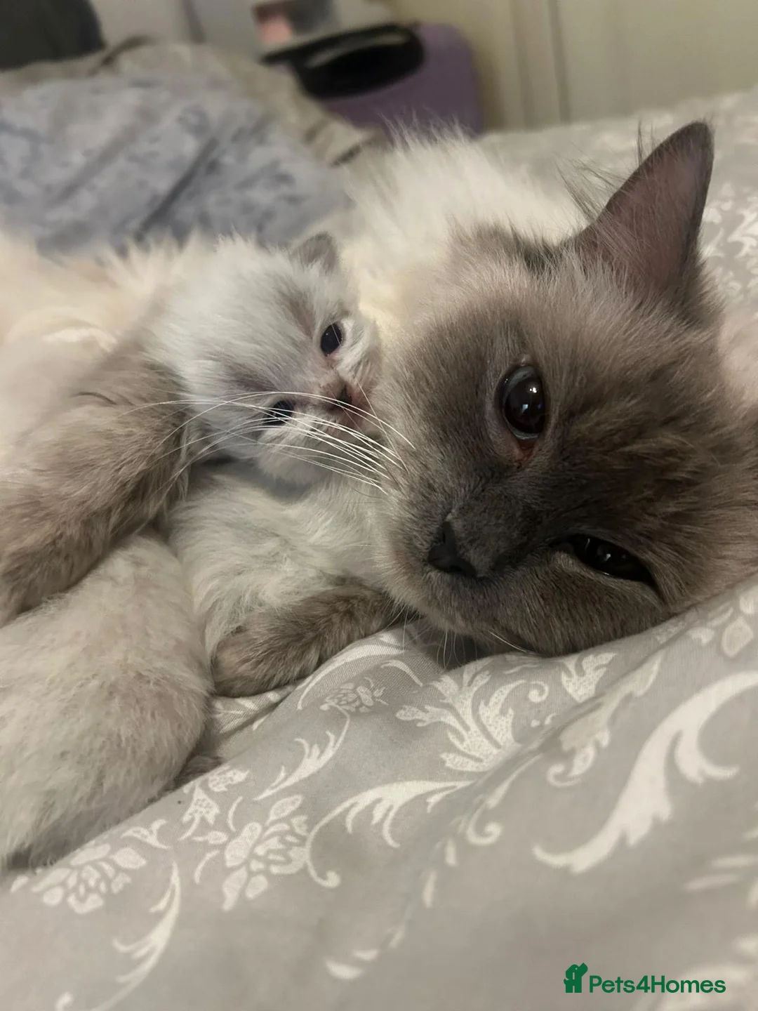 Ragdoll cats for sale: Ready 💕 Ragdoll kittens  in Northolt - Advert 1