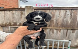 Cocker Spaniel dogs for sale: Working cocker spaniel puppies - Image 16