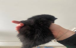 Russian Blue cats for sale: Mixed Russian blue kittens - Image 3
