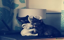 British Shorthair cats for sale: Two kittens ready to leave  - Image 1