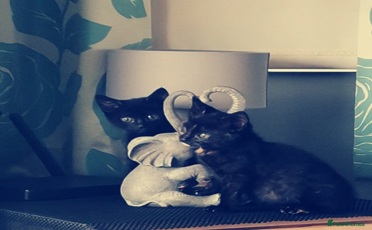 British Shorthair cats - Advert 2