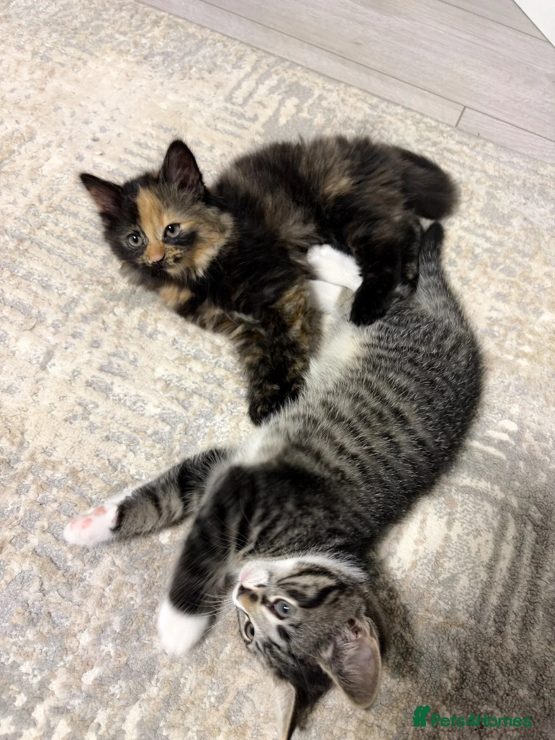 Mixed Breed cats for sale: Fluffy Cuddly Kittens  in Daventry - Advert 10