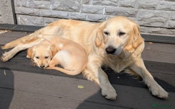Golden Retriever dogs for sale: KC health tested Golden Retriever Puppies - Image 37