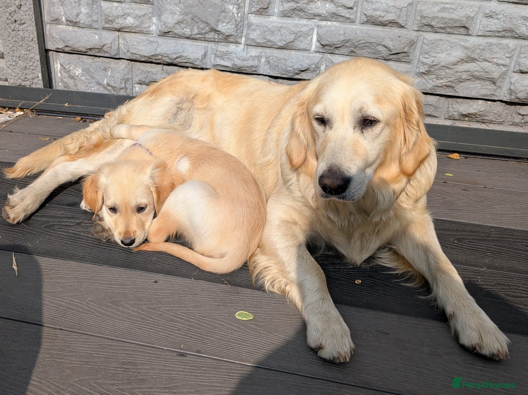 Golden Retriever dogs for sale: KC health tested Golden Retriever Puppies - Image 37
