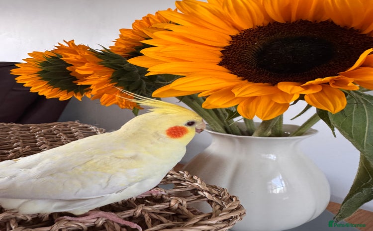 Cockatiels birds - Advert 2