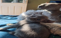 Sphynx cats for sale: Elf Sphynx Kittens  - Image 28