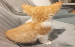 Mixed Breed cats for sale: Lovely ginger and white kitten - Image 2