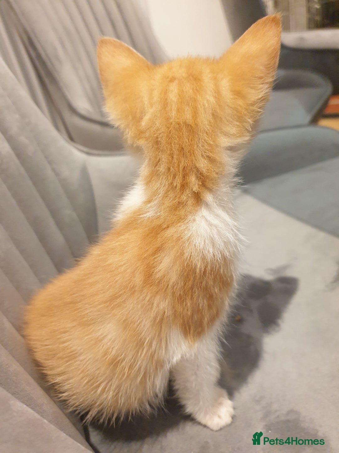 Mixed Breed cats for sale: Lovely ginger and white kitten - Image 2