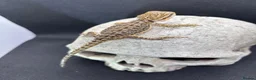 Bearded Dragon reptiles for sale: Spectacular baby dragons *ready now* in Pontypool - Advert 9
