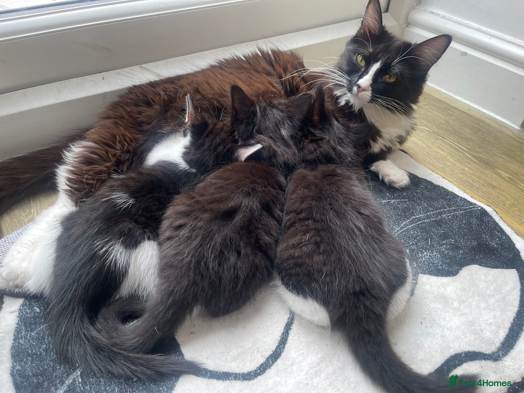 Ragdoll cats for sale: 3 Male Kittens Ragdoll X Turkish Angora  - Image 2