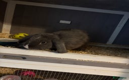 Siberian rabbits for sale: Rabbit (Benjamin) - Image 4
