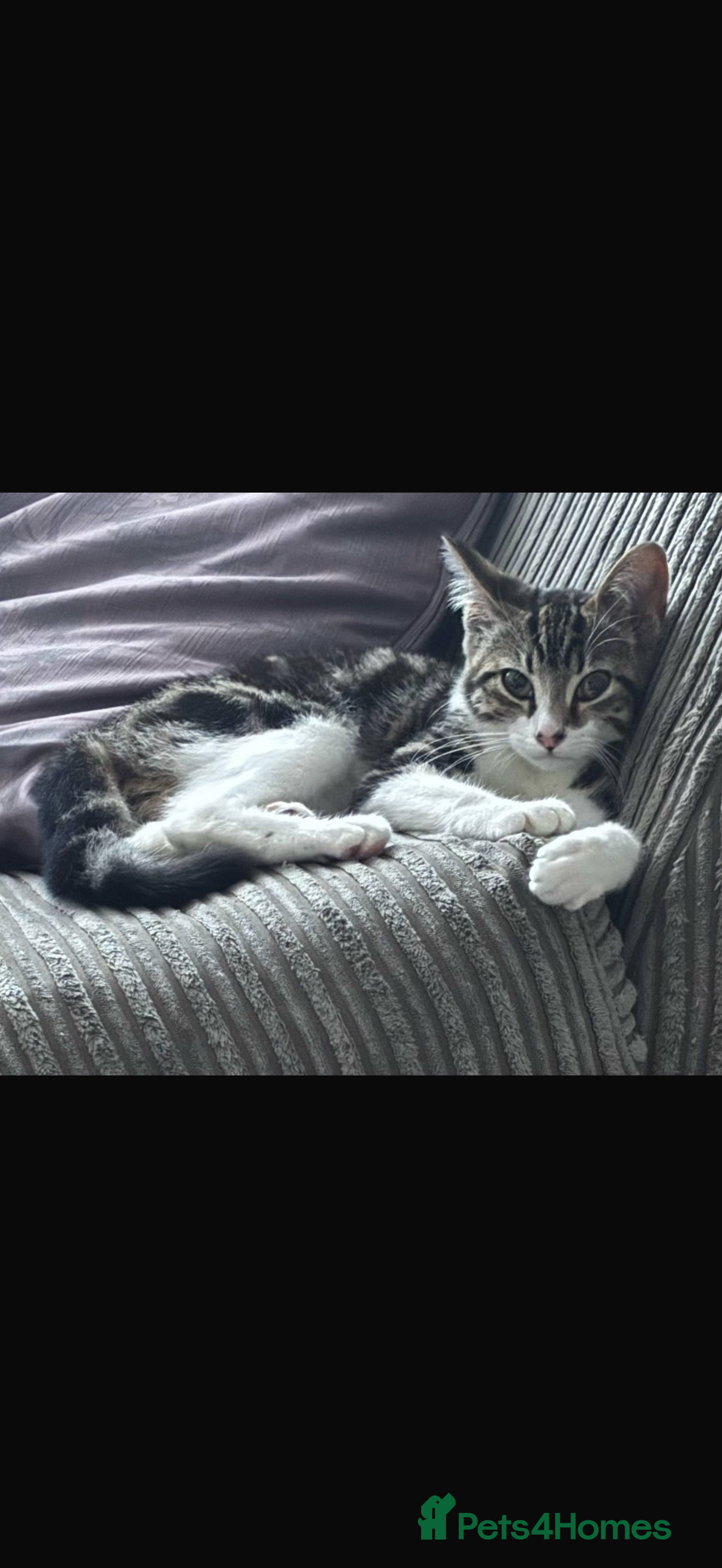 Mixed Breed cats People loving female cat for rehoming  - Advert 3