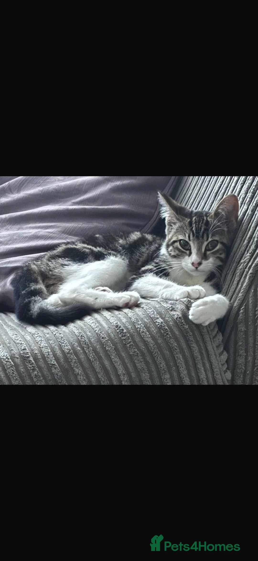 Mixed Breed cats for sale: People loving female cat for rehoming  - Advert 1