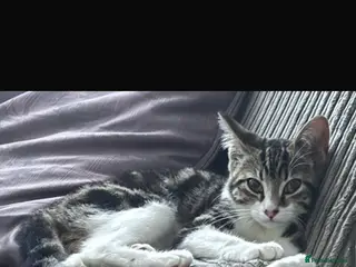 Mixed Breed cats People loving female cat for rehoming - Advert 5