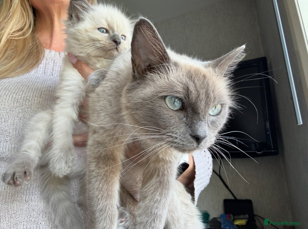 Ragdoll cats for sale: Ragdolls Kittens - Ready Now  - Image 6