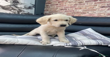 Golden Retriever dogs - Advert 2