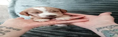 Cockapoo 1