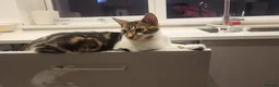 Mixed Breed cats for sale: One kitten available -  - Advert 3