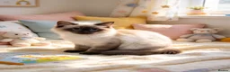 Ragdoll cats for sale: 🐱 Beautiful Ragdoll Kittens - Advert 4