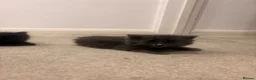 British Shorthair cats for sale: Beautiful BSH kittens - Advert 5