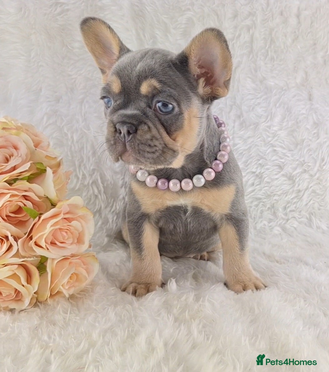 French Bulldog dogs Top Quality French Bulldog Puppies  - Advert 4