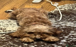 Cockapoo dogs for sale: Adult red cockapoo  - Image 5