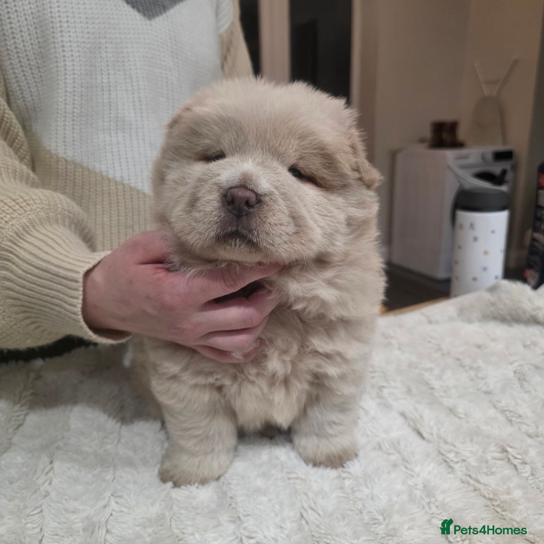 Chow Chow dogs for sale: 7 beautiful chow chow  - Advert 17