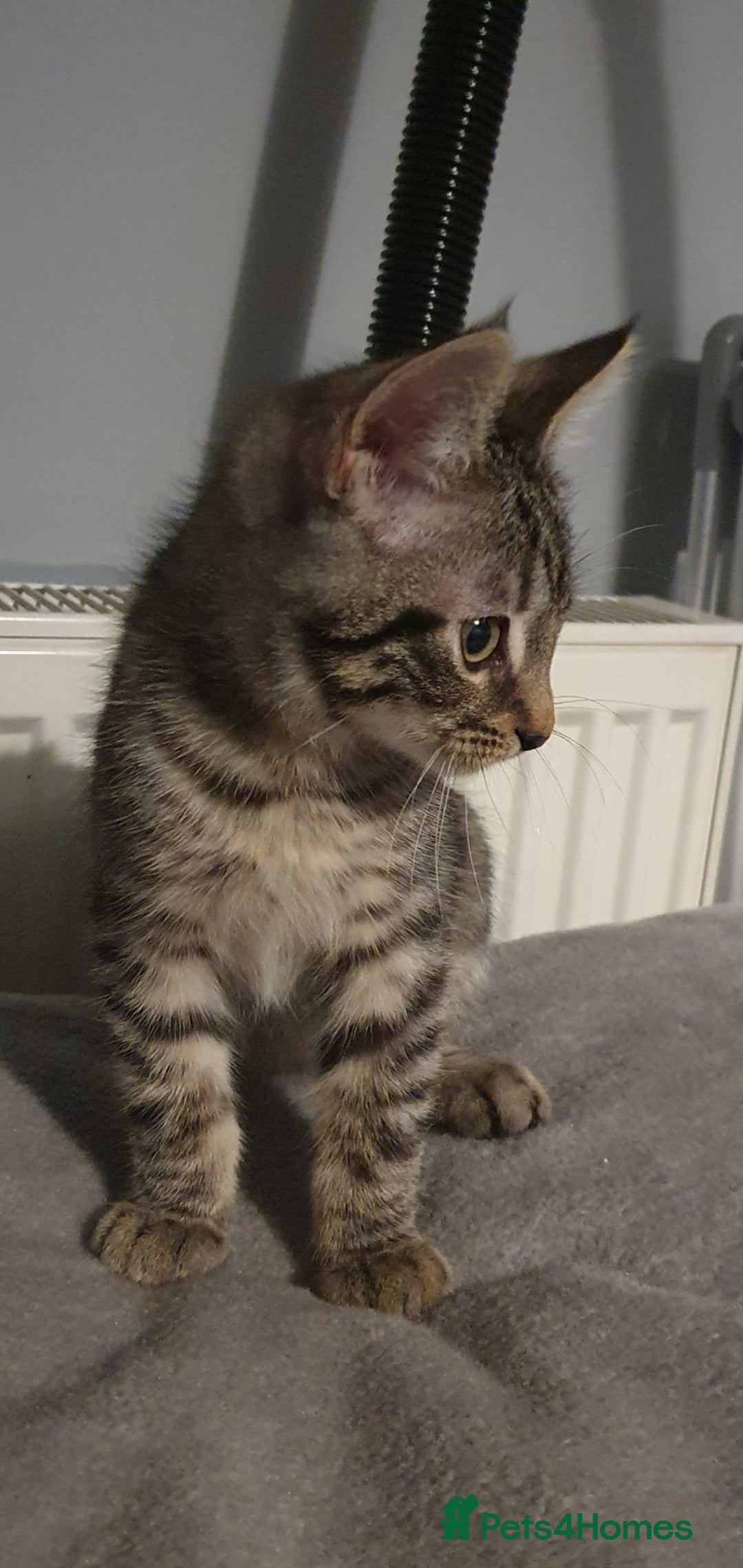 Bengal cats for sale: RARE GREY BENGAL SAVANAH MIXED BOY KITTEN! - Advert 4