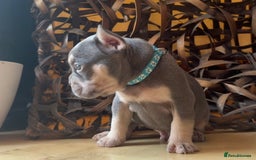 French Bulldog dogs for sale: Pedigree Frenchies - New Shade Isabella’s & Lilacs - Image 1