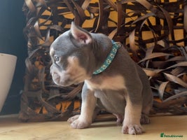 French Bulldog dogs Pedigree Frenchies - New Shade Isabella’s & Lilacs - Advert 5