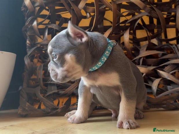 French Bulldog dogs - Advert 8