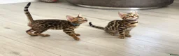 Bengal cats for sale: Stunning full pedigree registered bengal kittens  - Advert 35