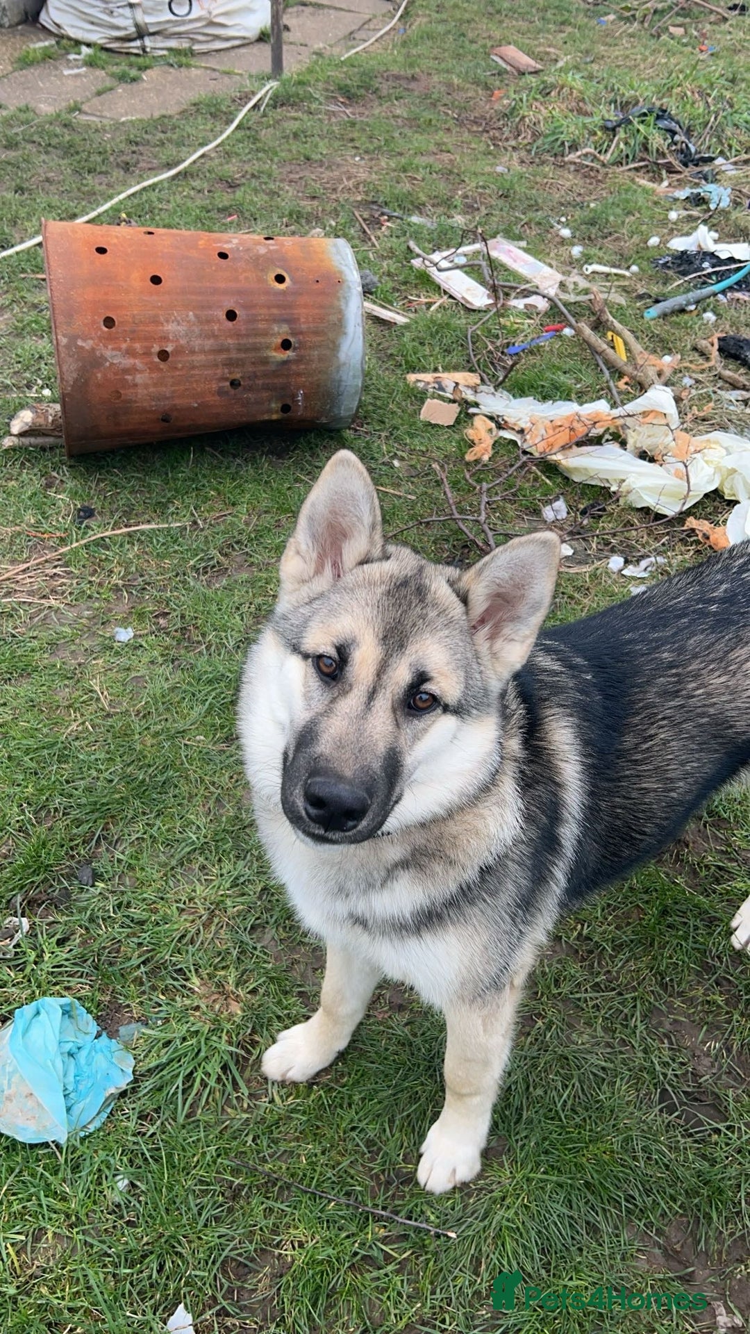 Shepsky dogs for sale: Shepsky ‘scrappy’ 3years  - Advert 2