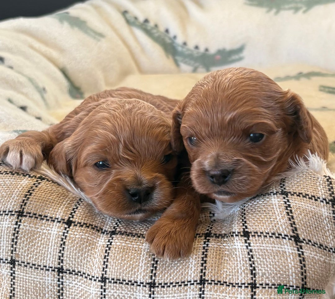 Cavapoo dogs for sale: F1 Toy Cavapoo Puppy’s! - Advert 9