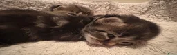 British Longhair cats for sale: Stunning Fluffy Tabby Longhaired  - Advert 5