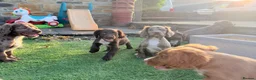 Cocker Spaniel dogs for sale: 🐶 COCKER SPANIEL PUPPIES 🐶  - Advert 15