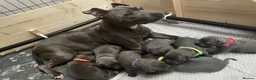 Staffordshire Bull Terrier dogs for sale: 9 gorgeous blue Staffordshire bull terrier  - Advert 5