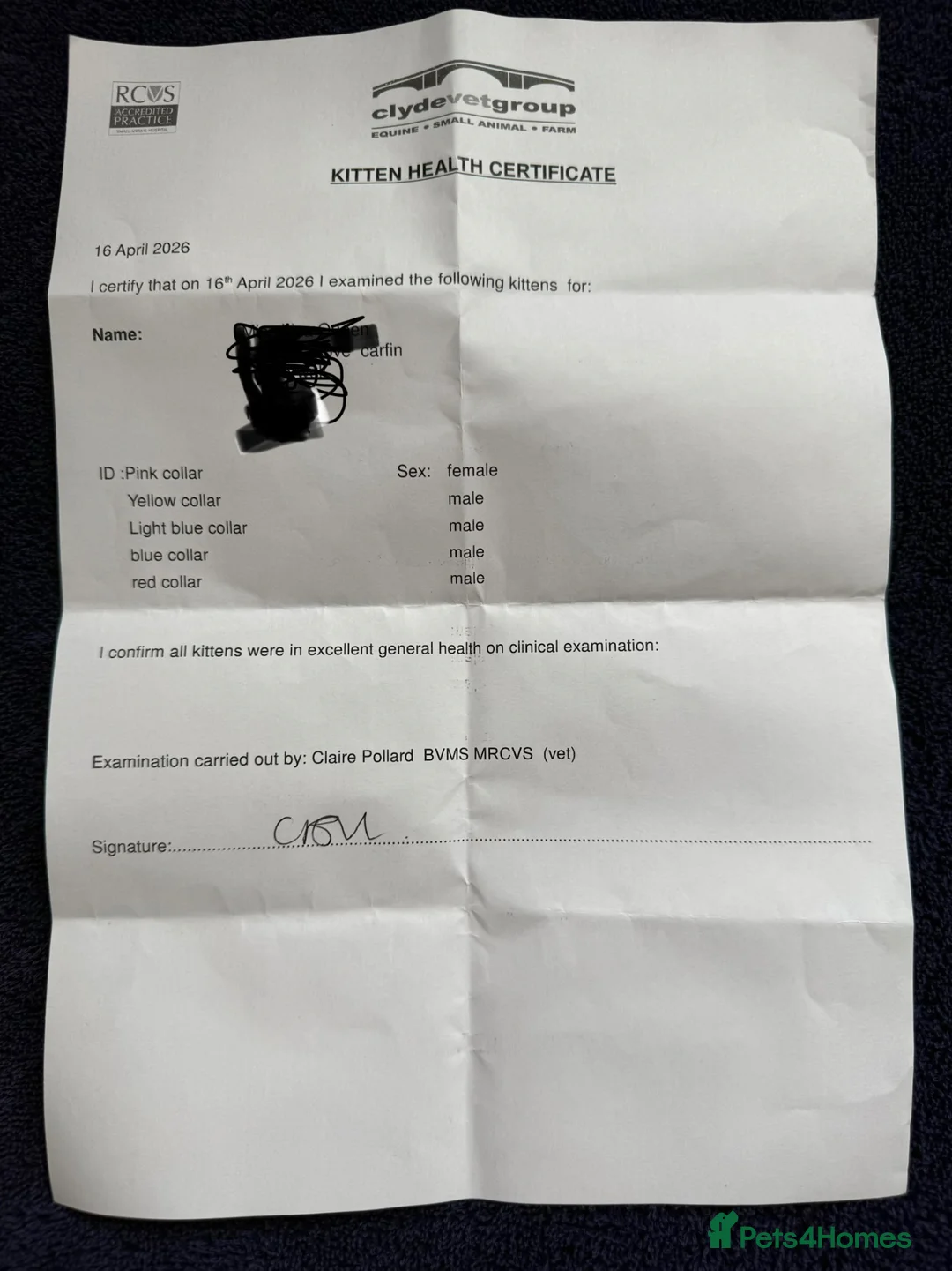 Ragdoll cats for sale: Mixed ragdoll breed kittens  - Advert 11