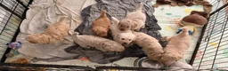 Mini Goldendoodle dogs for sale: F1B Mini Goldendoodles  in Wigan - Advert 11