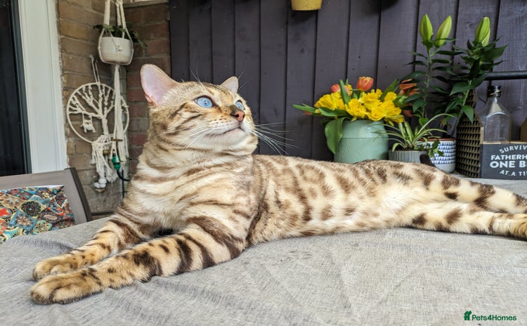 Bengal cats in Harlow - Advert 3