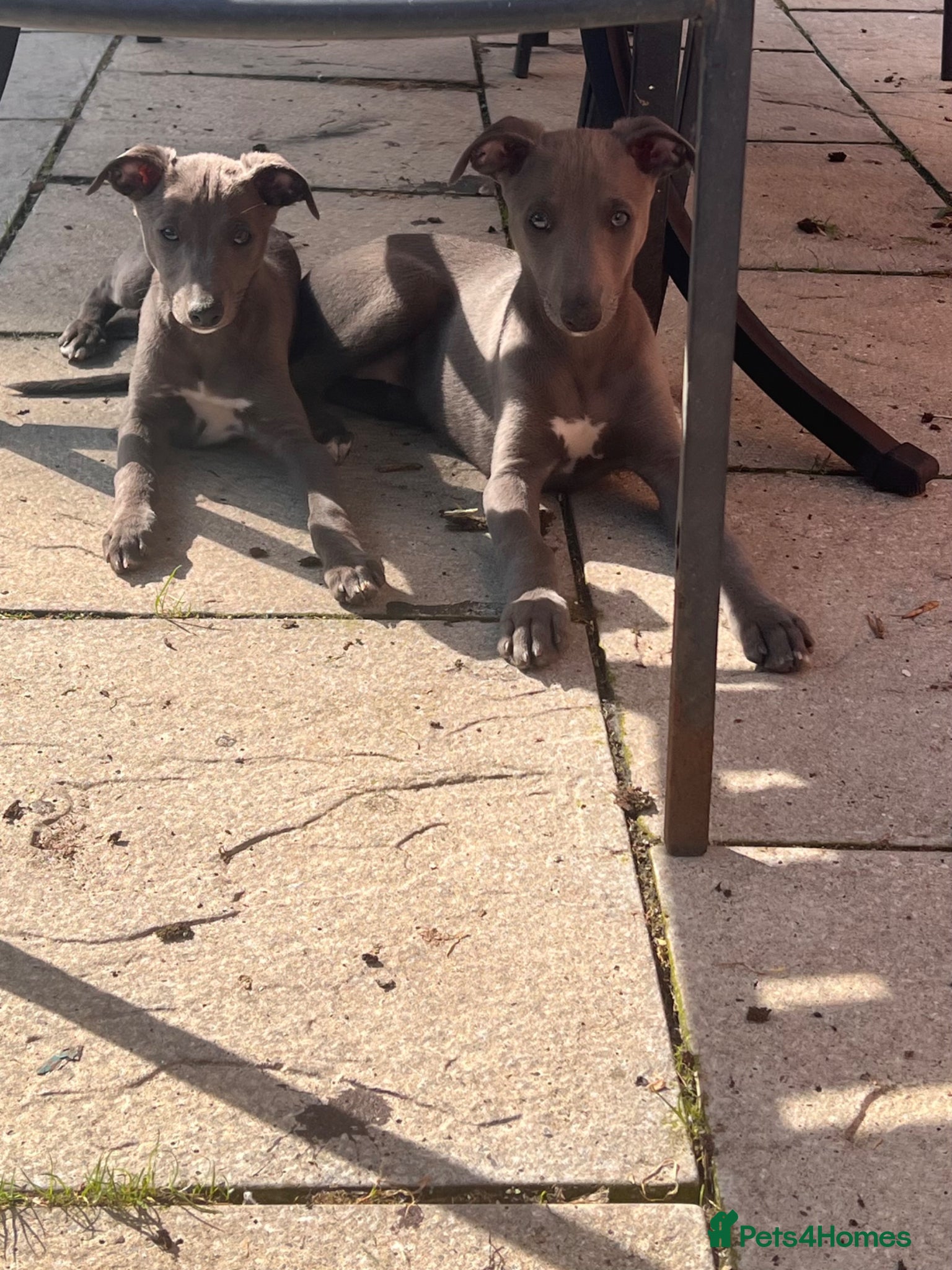 Whippet dogs Whippets  - Advert 6