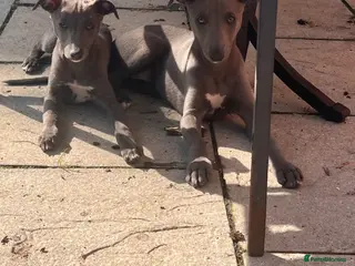 Whippet dogs Whippets - Advert 6